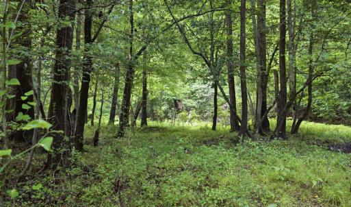 Photo #18 of 857 Mill River, Jacksonville, NC 11.1 acres