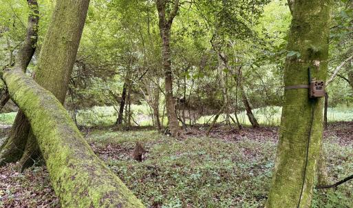 Photo #4 of 857 Mill River, Jacksonville, NC 11.1 acres