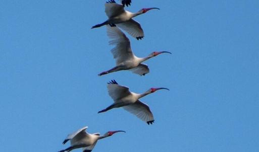 Photo #4 of 28.53 Ac Old Sanders, North Myrtle Beach, SC 28.5 acres
