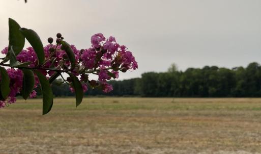 Photo #2 of 3091 Hudsons Crossroads, Greenville, NC 99.5 acres