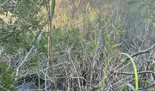 Photo #6 of Lot 2 & 3 Strawhorn Creek, Aurora, NC 2.4 acres
