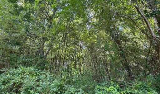 Photo #10 of 03 Titan Roberts, Erwin, NC 12.0 acres