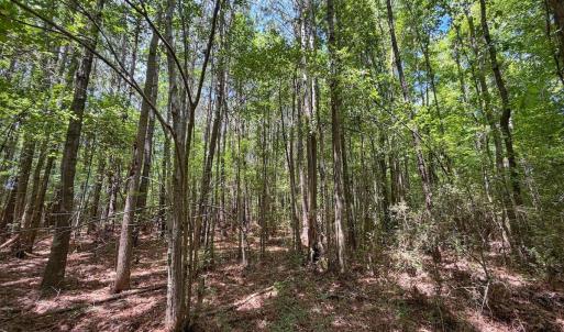 Photo #13 of 03 Titan Roberts, Erwin, NC 12.0 acres