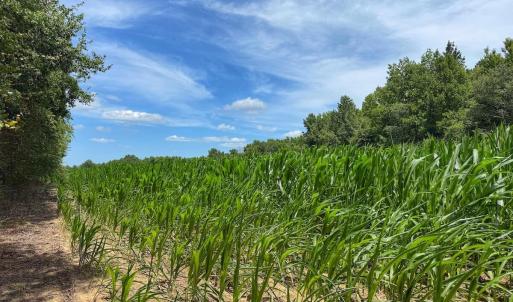 Photo #31 of 03 Titan Roberts, Erwin, NC 12.0 acres