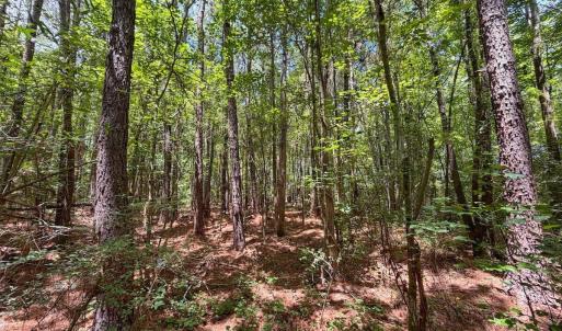 Photo #23 of 03 Titan Roberts, Erwin, NC 12.0 acres