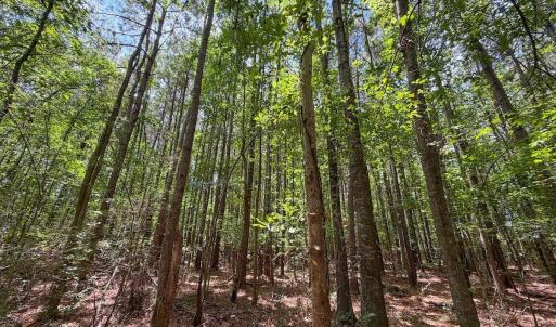 Photo #25 of 03 Titan Roberts, Erwin, NC 12.0 acres