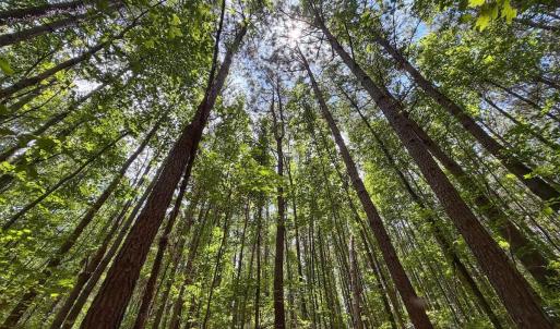 Photo #27 of 03 Titan Roberts, Erwin, NC 12.0 acres