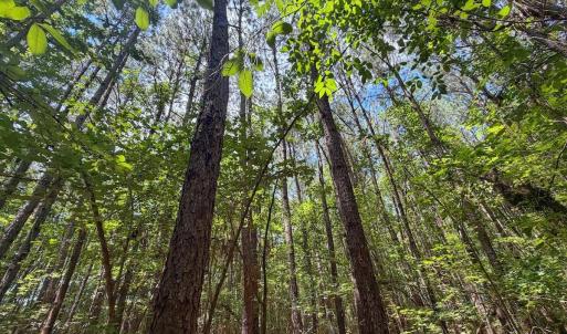Photo #15 of 04 Titan Roberts, Erwin, NC 15.0 acres