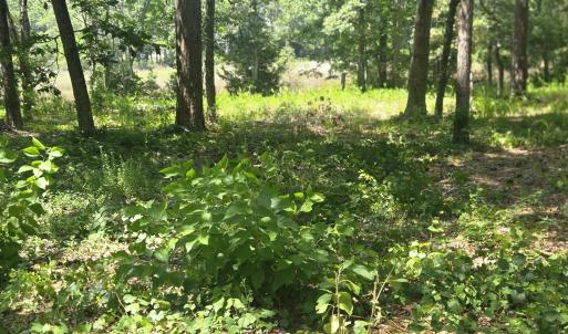 Photo #3 of 3183 Mullet Creek, Bolivia, NC 0.3 acres