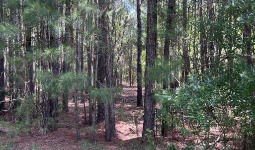 Photo #5 of 42 Windy, Belhaven, NC 4.0 acres