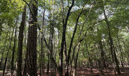 Photo #5 of B15 L26 Blair, McCormick, SC 0.6 acres