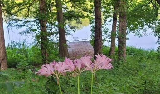 Photo #44 of 292 Salty Dog, North Augusta, SC 1.4 acres