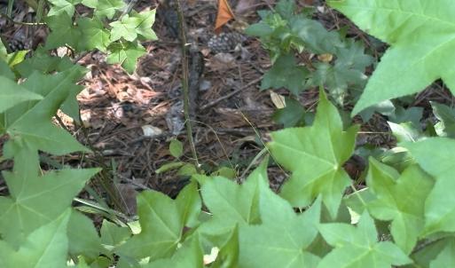 Photo #11 of 1721 Small Town, Pink Hill, NC 7.8 acres