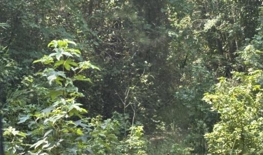 Photo #14 of 1721 Small Town, Pink Hill, NC 7.8 acres