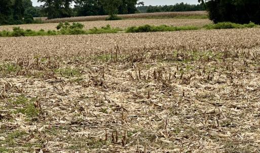 Photo #5 of 644 Cherry Town, Hallsboro, NC 37.0 acres