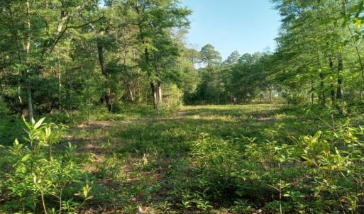Photo #10 of 164 Chicora, Manteo, NC 0.5 acres