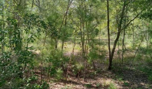 Photo #8 of 164 Chicora, Manteo, NC 0.5 acres