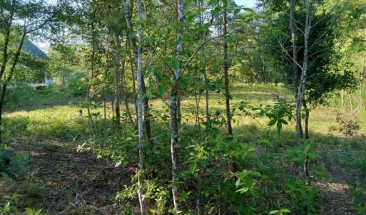 Photo #7 of 164 Chicora, Manteo, NC 0.5 acres