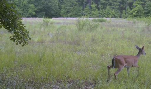 Photo #25 of Bethesda Church, Fairmont, NC 115.0 acres