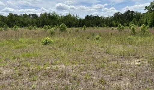 Photo #31 of Bethesda Church, Fairmont, NC 115.0 acres