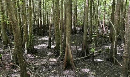 Photo #32 of Bethesda Church, Fairmont, NC 115.0 acres
