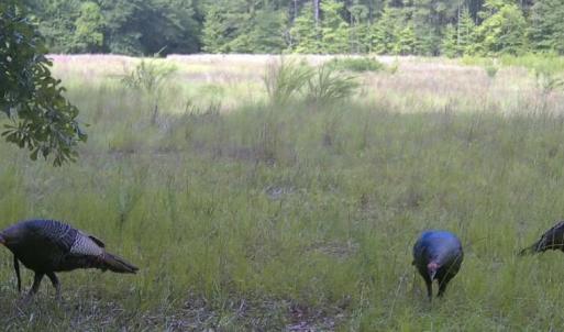 Photo #24 of Bethesda Church, Fairmont, NC 115.0 acres
