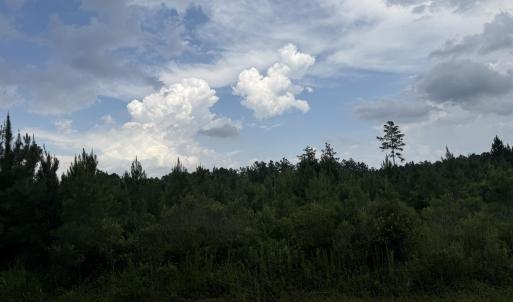Photo #8 of Nc 33 Off, Aurora, NC 115.0 acres