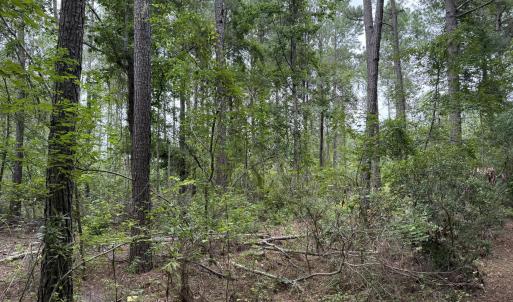 Photo #6 of Nc 33 Off, Aurora, NC 115.0 acres