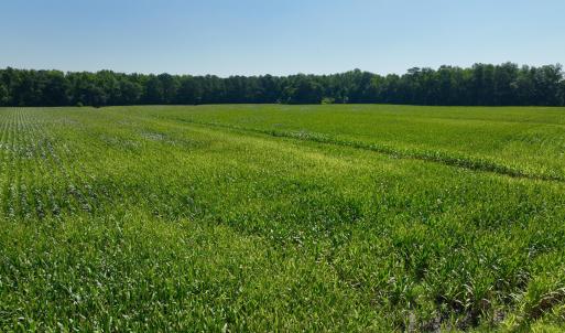 Photo #19 of Cedar Fork, Beulaville, NC 65.0 acres