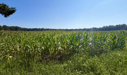 Photo #1 of Cedar Fork, Beulaville, NC 65.0 acres