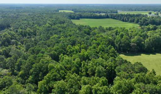 Photo #10 of Cedar Fork, Beulaville, NC 65.0 acres