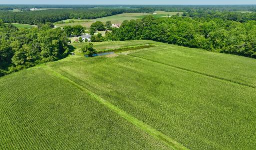 Photo #16 of Cedar Fork, Beulaville, NC 65.0 acres