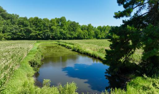 Photo #3 of Cedar Fork, Beulaville, NC 65.0 acres
