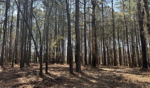 Photo #3 of Victoria, Winnabow, NC 12.4 acres
