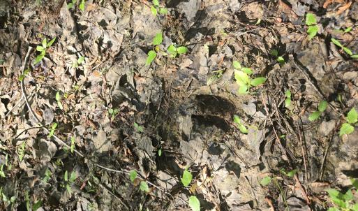 Photo #7 of 234 Circle, Vass, NC 2.2 acres