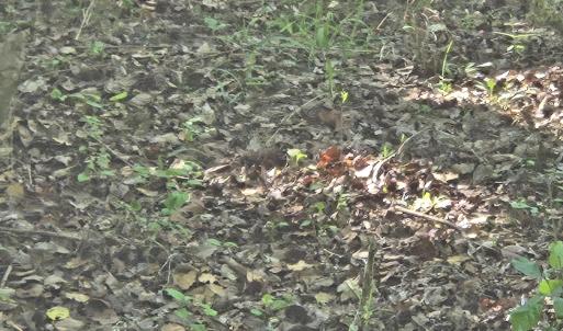 Photo #5 of 234 Circle, Vass, NC 2.2 acres