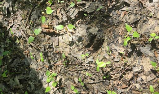 Photo #6 of 234 Circle, Vass, NC 2.2 acres