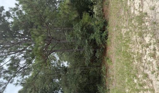 Photo #1 of 406 Douglas, Beech Island, SC 12.0 acres