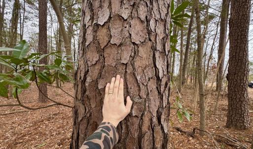 Photo #5 of Lincoln, Kenly, NC 1.7 acres