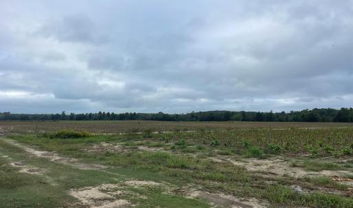 Photo #20 of Huckleberry, Lucama, NC 182.0 acres