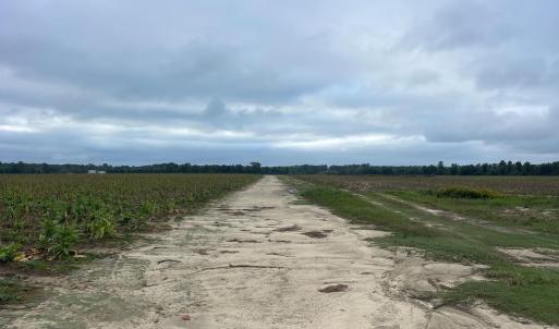Photo #19 of Huckleberry, Lucama, NC 182.0 acres