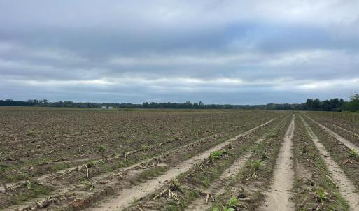 Photo #18 of Huckleberry, Lucama, NC 182.0 acres
