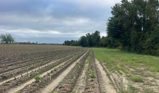 Photo #17 of Huckleberry, Lucama, NC 182.0 acres