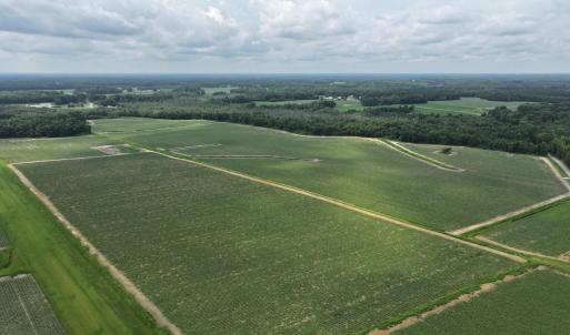 Photo #16 of Huckleberry, Lucama, NC 182.0 acres
