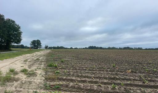 Photo #19 of Huckleberry, Lucama, NC 182.0 acres