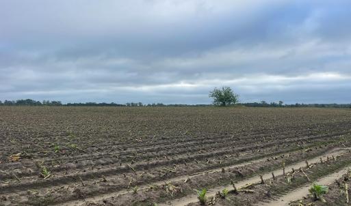 Photo #18 of Huckleberry, Lucama, NC 182.0 acres