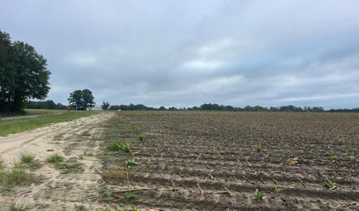 Photo #19 of Huckleberry, Lucama, NC 182.0 acres