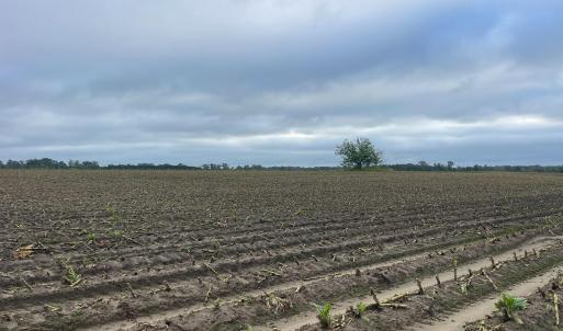 Photo #18 of Huckleberry, Lucama, NC 182.0 acres