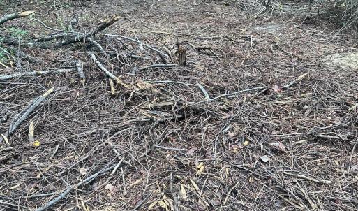 Photo #12 of 844 Sweet Raspberry, Lillington, NC 17.4 acres