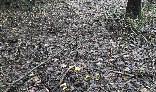 Photo #11 of 844 Sweet Raspberry, Lillington, NC 17.4 acres
